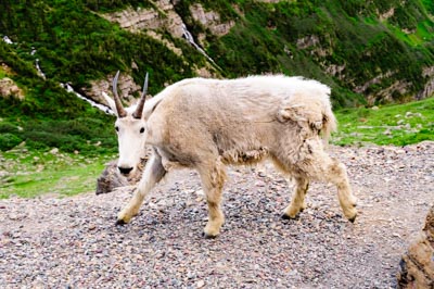 GlacierNP